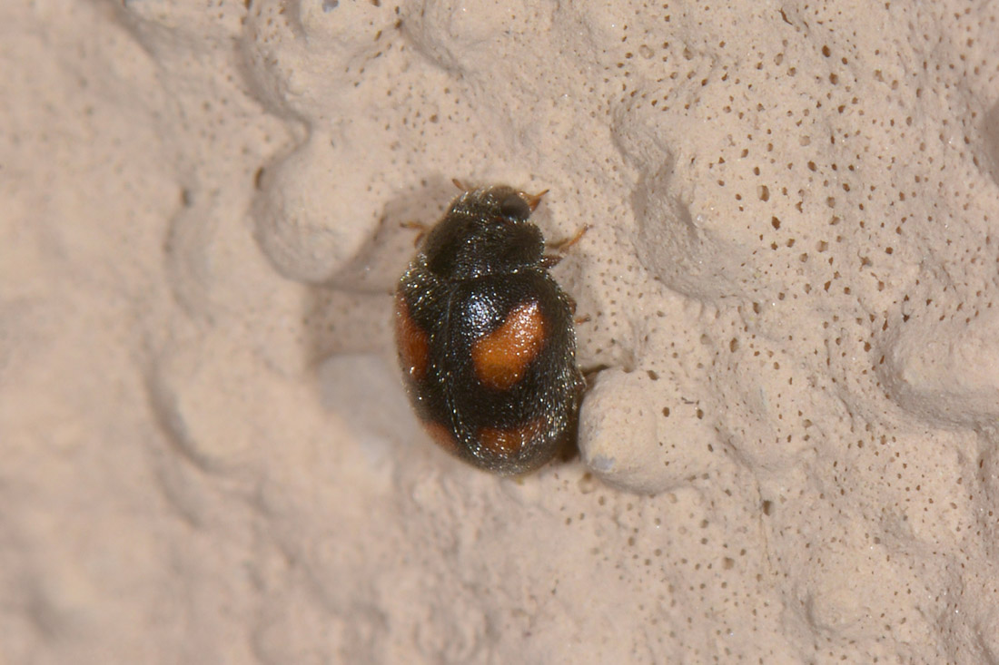 Coccinellidae:  Nephus quadrimaculatus